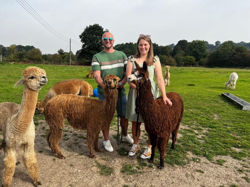 Brackenfield: Alpaca Trek - FAQ