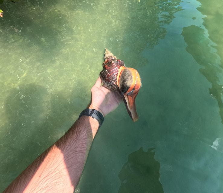 Bradenton: Guided Pedal Kayak Tour - Customer Feedback