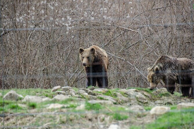 Bran Castle, Bear Sanctuary, and Rasnov Fortress Half Day Tour - FAQ
