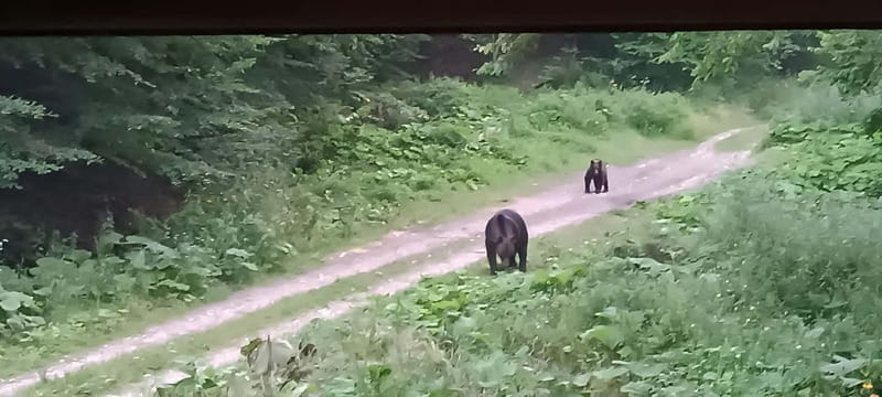 Braov: 4-Hour Bear Watching Tour in Carpathian Mountains - Key points / Takeaways