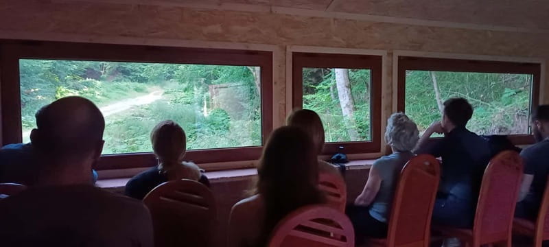 Braov: 4-Hour Bear Watching Tour in Carpathian Mountains - Final Thoughts: Who Will Love This Tour?