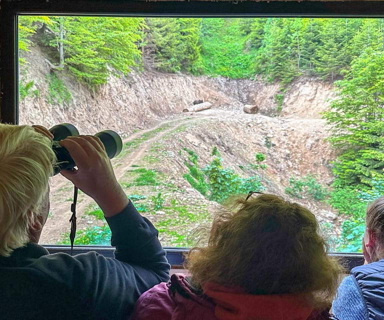 Brasov: Bear Watching in the Wild (From a Hideout) - Key points / Takeaways