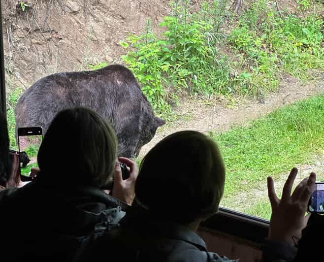 Brasov: Bear Watching in the Wild (From a Hideout) - Entering the Forest: What You Can Expect