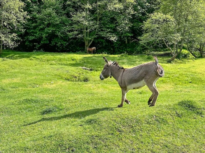 Brasov: Bear Watching in the Wild (From a Hideout) - Price and Value: Is It Worth It?