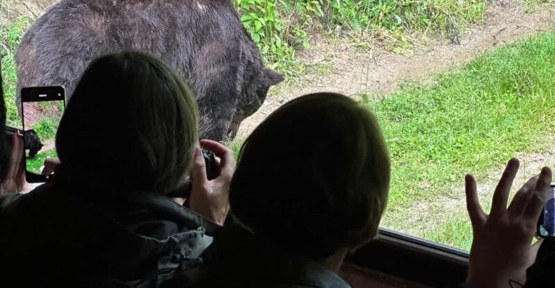 Brasov: Bear Watching in the Wild (From a Hideout) - The Sum Up