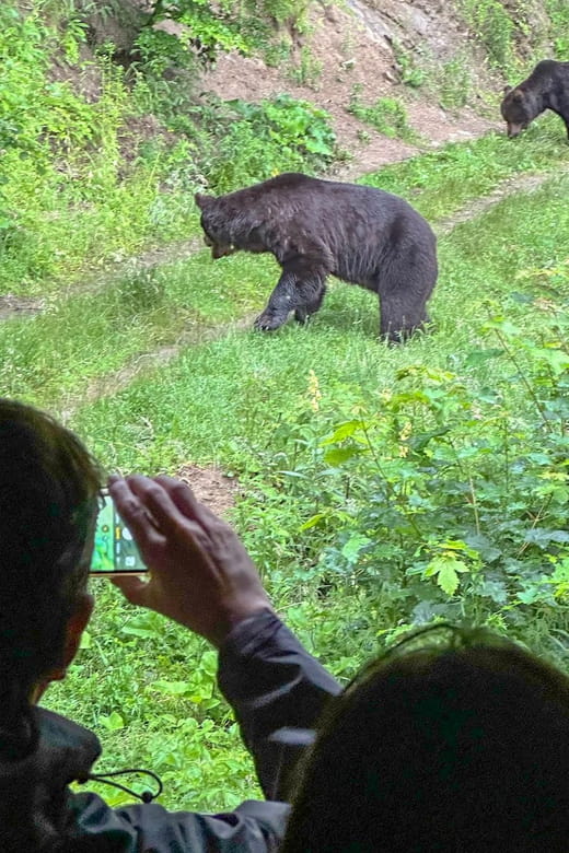 Brasov: Bear Watching in the Wild (From a Hideout) - FAQs