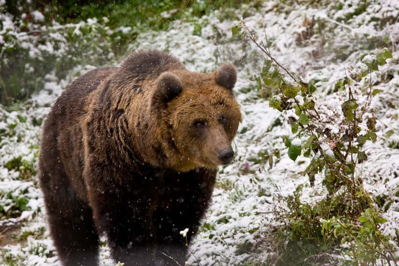 Brasov: Brown Bear & Wildlife Watching - Key points / Takeaways