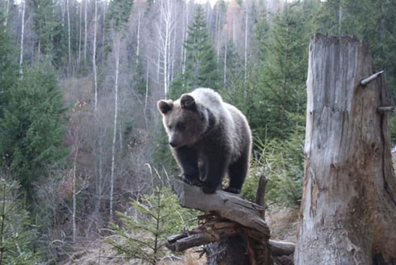 Brasov: Brown Bear & Wildlife Watching - Wildlife Sighting Odds and Tips