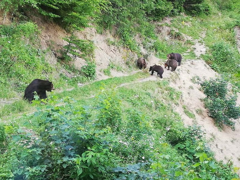 Brasov: Brown Bear & Wildlife Watching - Logistics, Price, and What You Get