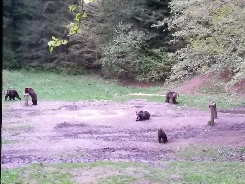 Brasov: Brown Bear & Wildlife Watching - Who Is This Experience Perfect For?