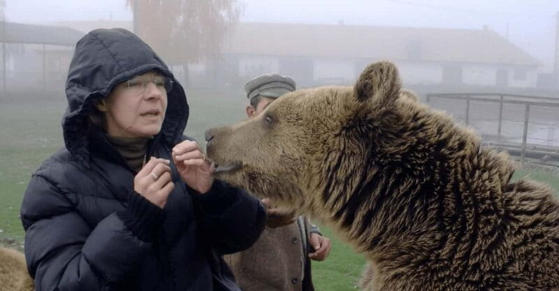 Brasov: Libearty Bear Sanctuary - Key points / Takeaways