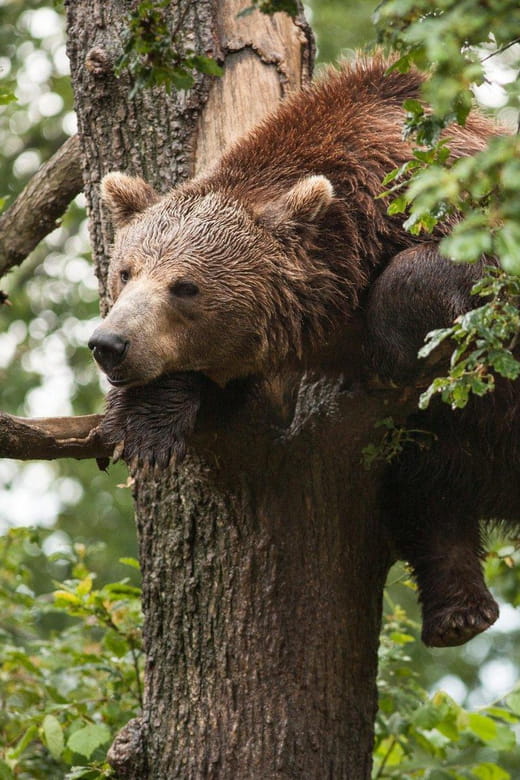 Brasov: Libearty Bear Sanctuary - Final Thoughts