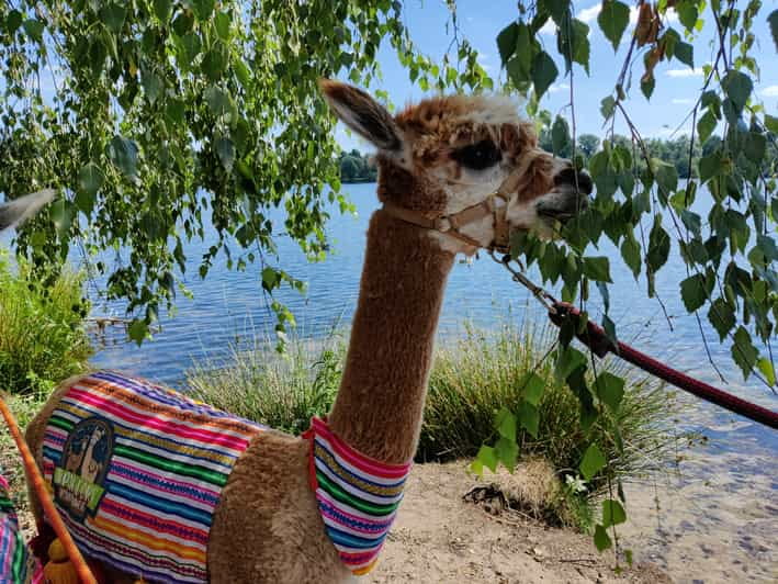 Braunschweig: Alpaca Trekking Tour - Who Will Love This Tour?