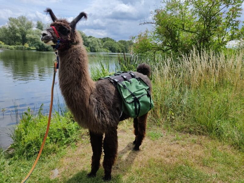 Braunschweig: Alpaca Trekking Tour - The Experience Provider: Behind the Scenes at Alpakadorf Braunschweig