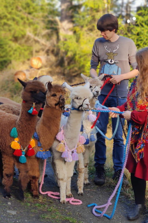 Braunschweig: Alpaca Trekking Tour - FAQ: Practical Questions About the Alpaca Trekking Tour