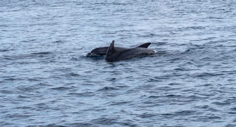 Brijuni Islands: Sunset & Dolphins private boat tour - Key points / Takeaways