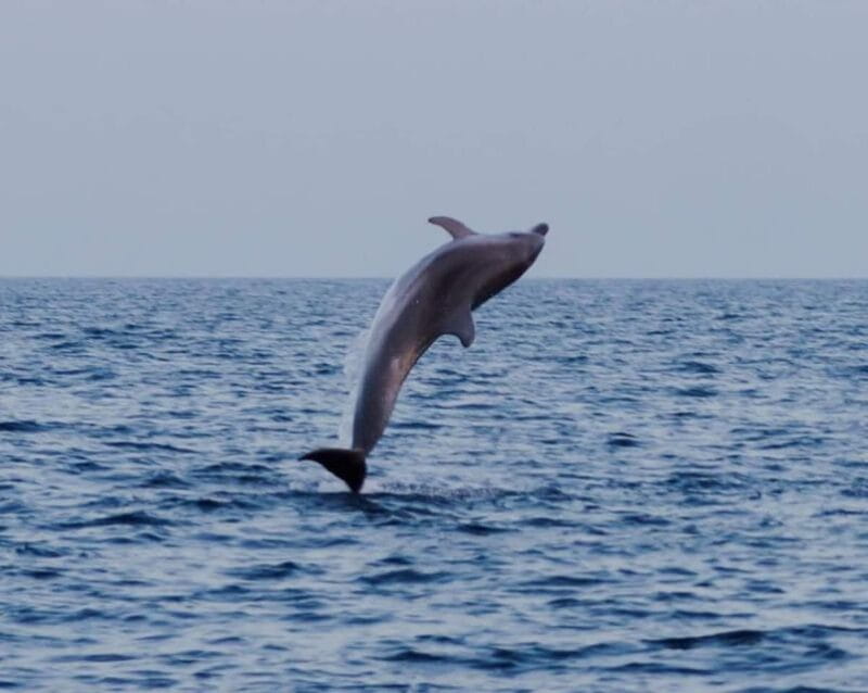 Brijuni Islands: Sunset & Dolphins private boat tour - Who Is This Tour Best For?