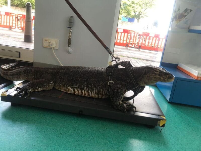 Bristol: Big Lizard Keeper for Two People - What to Expect and How It’s Structured