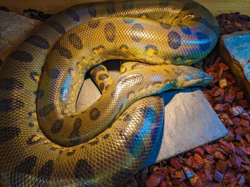 Bristol: Big Snake Experience for Two People - Key Points / Takeaways