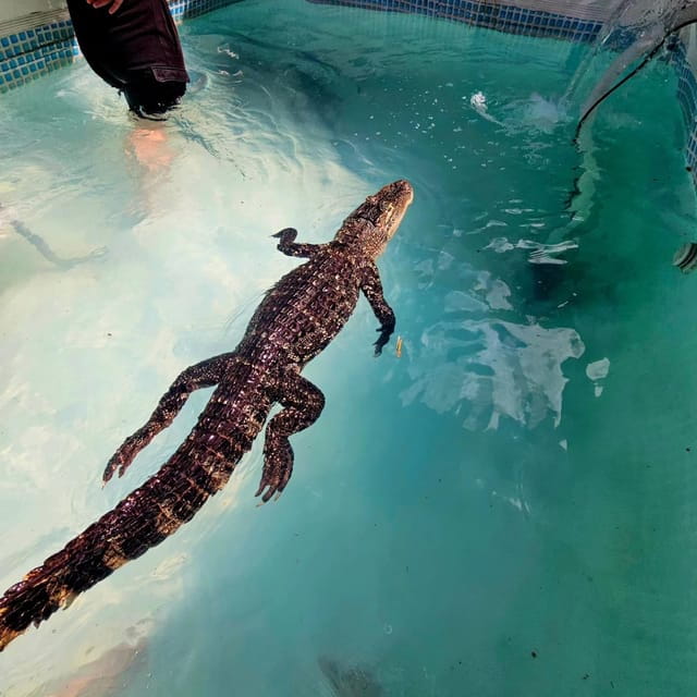 Bristol: Crocodile Swimming Experience with Lunch x2 - Logistics and Practical Tips