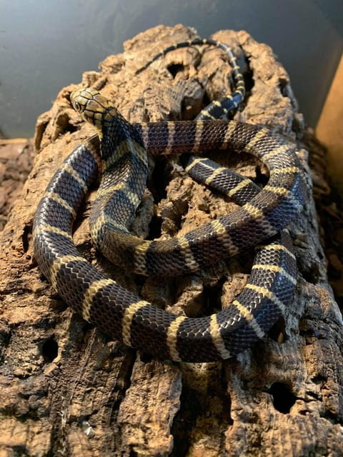 Bristol: Venomous Snake Tour w/ Guide & Croc Photo - Who Should Consider This Tour?