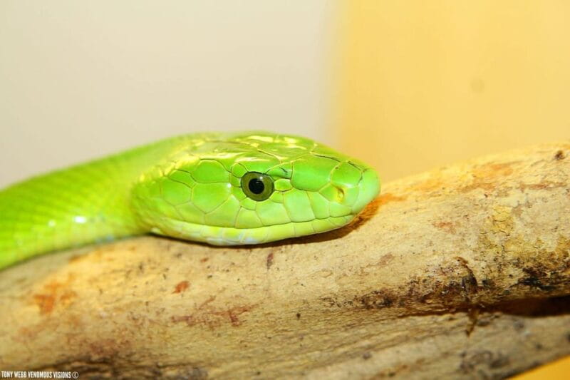 Bristol: Venomous Snake Tour with Reptile Photo - The Guide Makes the Difference