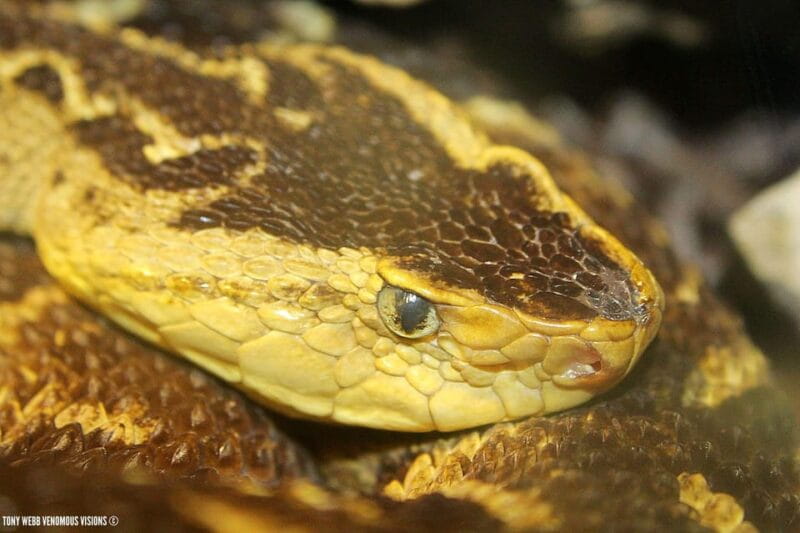 Bristol: Venomous Snake Tour with Reptile Photo - Who Will Love This?
