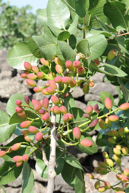 Bronte: Tour e degustazione nelle piantagioni di pistacchi - Exploring the Heart of Pistachio Production in Sicily