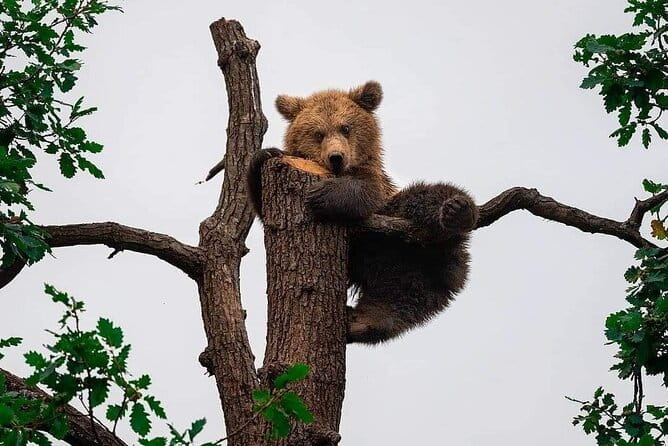 Brown Bear Sanctuary Tour from Brasov Entrance Ticket Guaranteed - Key Points / Takeaways