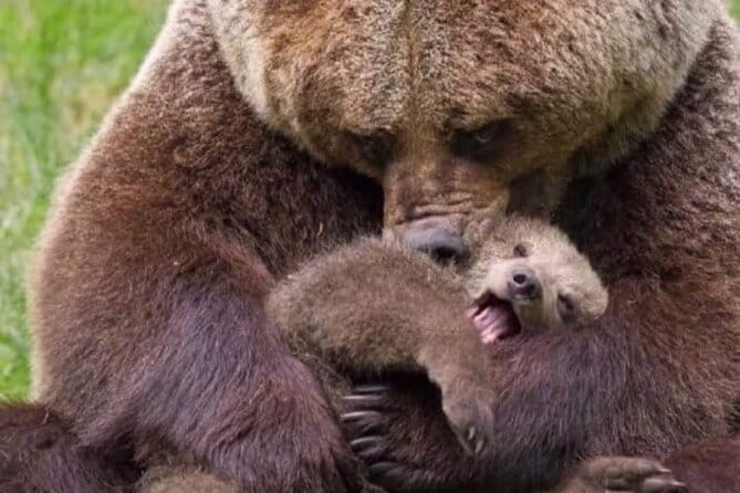 Brown Bear Sanctuary Tour from Brasov Entrance Ticket Guaranteed - Exploring the Libearty Brown Bear Sanctuary from Brasov