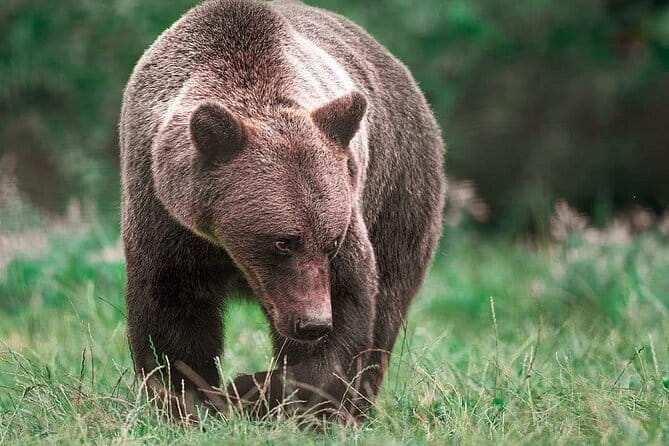 Brown Bear Sanctuary Tour from Brasov Entrance Ticket Guaranteed - Final Thoughts: Who Will Love This Experience?