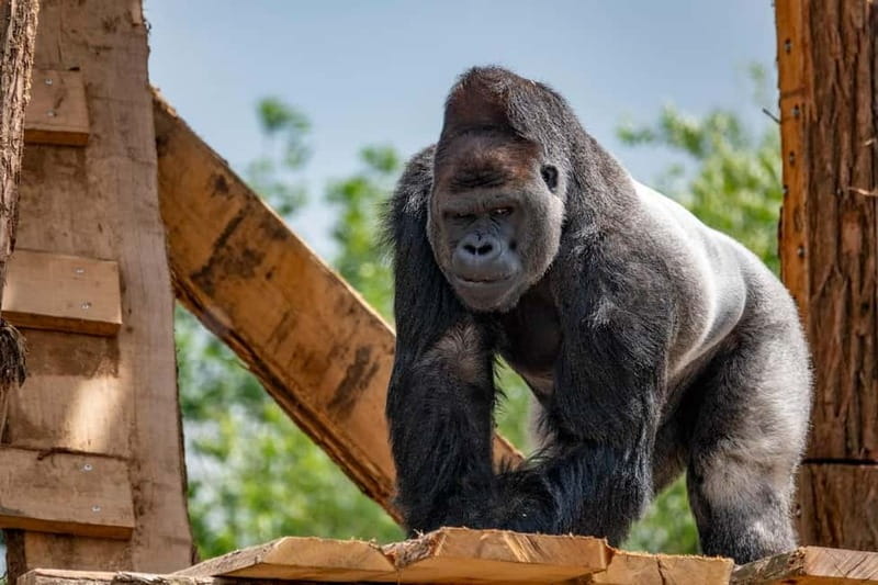 Brugelette: Pairi Daiza Zoo Entry Ticket - Who Will Love Pairi Daiza?