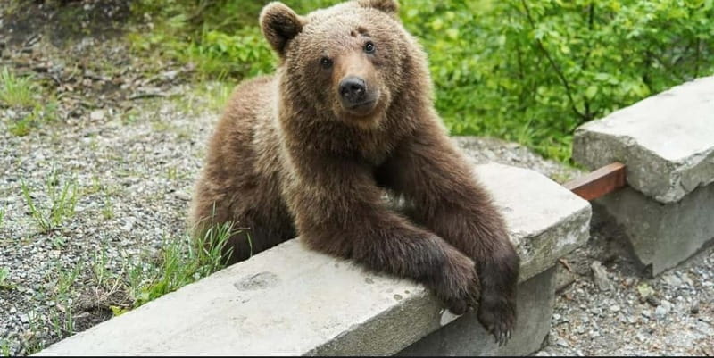 Bucharest: Bears Safari on Top Gear Road Transfagarasan - Key points / Takeaways