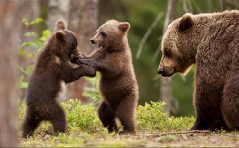 Bucharest: Bears Safari on Top Gear Road Transfagarasan - Final Thoughts: Is This Tour Worth It?