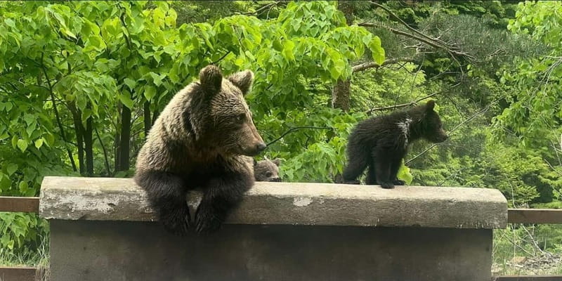 Bucharest: Bears Safari on Top Gear Road Transfagarasan - FAQ