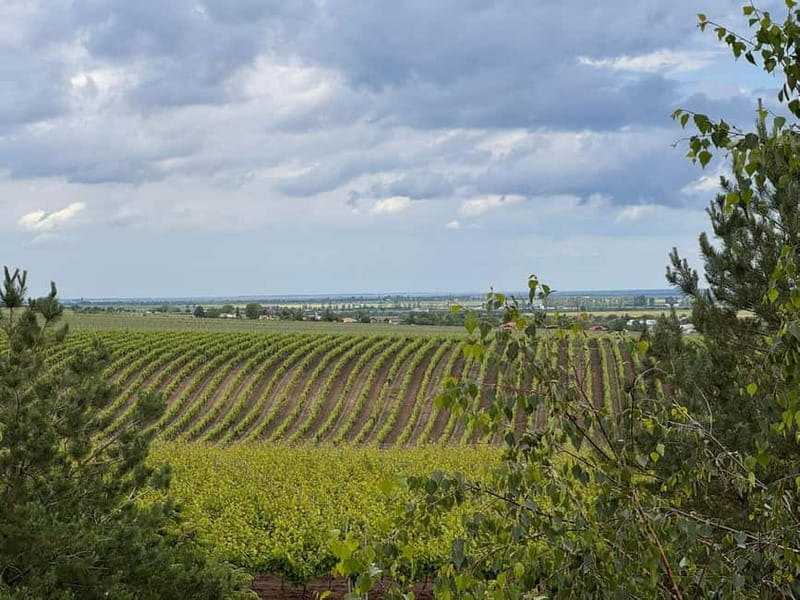 Bucharest: Half-Day Tour of Dealu Mare Wineries - FAQ