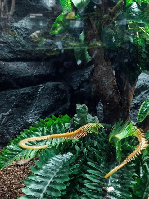 Bucharest: Reptiland Bucharest Entry Ticket - Variety of Reptile Species