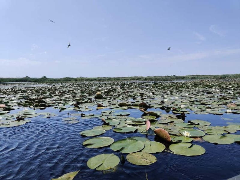 Bucharest: Tour to Danube Delta 2-Days With Boat Tour - Price and Logistics: Analyzing the Value