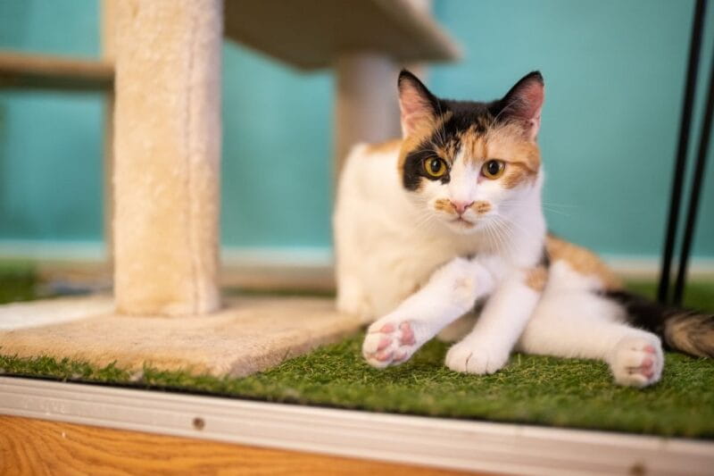 Budapest: Cat Museum Budapest Entry Ticket - Key points / Takeaways