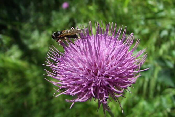 Budapest Hike to Visegrád Castle w or wo Sauna/Danube beach - FAQ