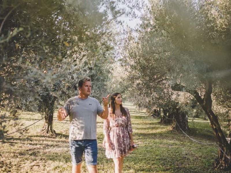 Buje: Istrian Family Farm with Walking Tour, Food, and Wine - Food and Wine Pairing in a Picturesque Setting