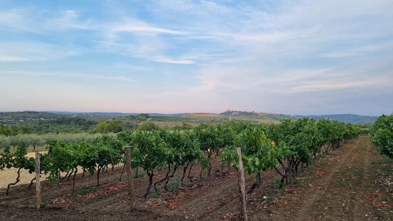 Buje: Istrian Family Farm with Walking Tour, Food, and Wine - Price and Logistics