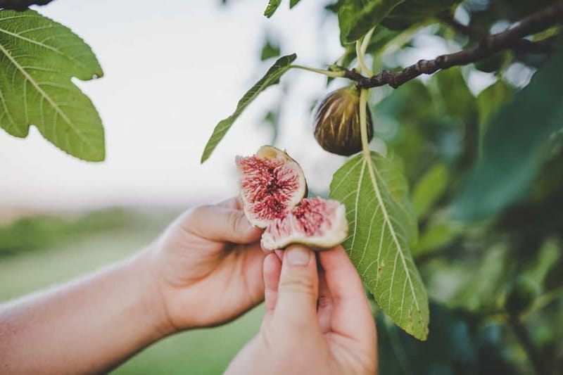 Buje: Istrian Family Farm with Walking Tour, Food, and Wine - Final Thoughts: Who Should Consider This Tour?