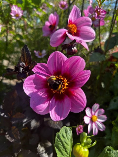 Bulb region: Dahlias Bicycle Tour - The Itinerary in Detail: What to Expect on Your Ride