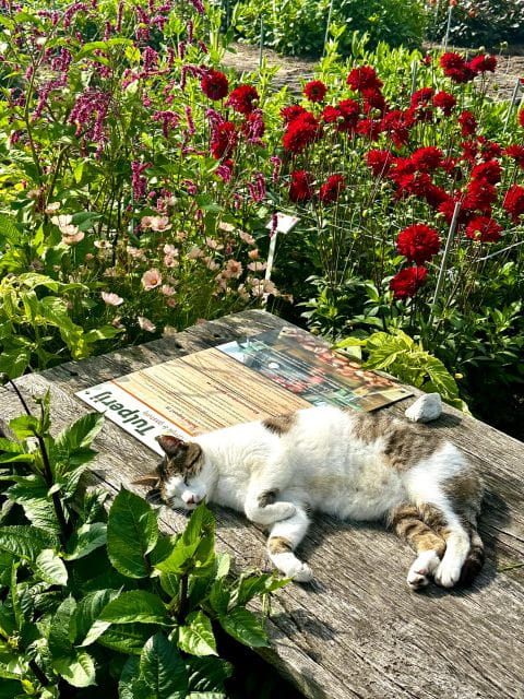 Bulb region: Dahlias Bicycle Tour - Who Should Consider This Tour?