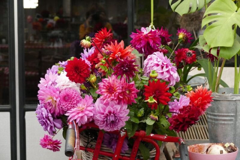 Bulb region: Dahlias Bicycle Tour - FAQ