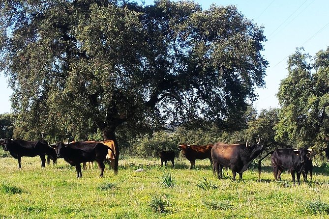 Bull Breeding Farm: Guided Half-Day Tour From Seville - Traveler Reviews
