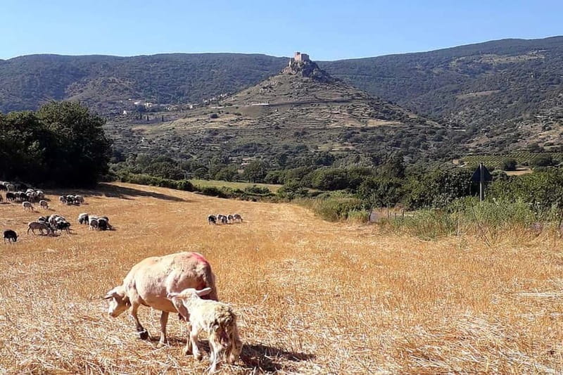 Burgos: Sardinian Pecorino Cheese Workshop - An In-Depth Look at the Sardinian Pecorino Workshop