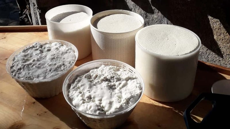 Burgos: Sardinian pecorino cheese workshop - Key points / Takeaways