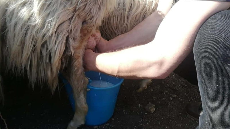 Burgos: sheep milking experience - Exploring Sardinia’s Sheep Milking Experience: A Detailed Review